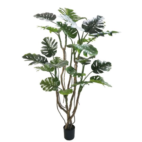 PIANTA MONSTERA C-VASO H210